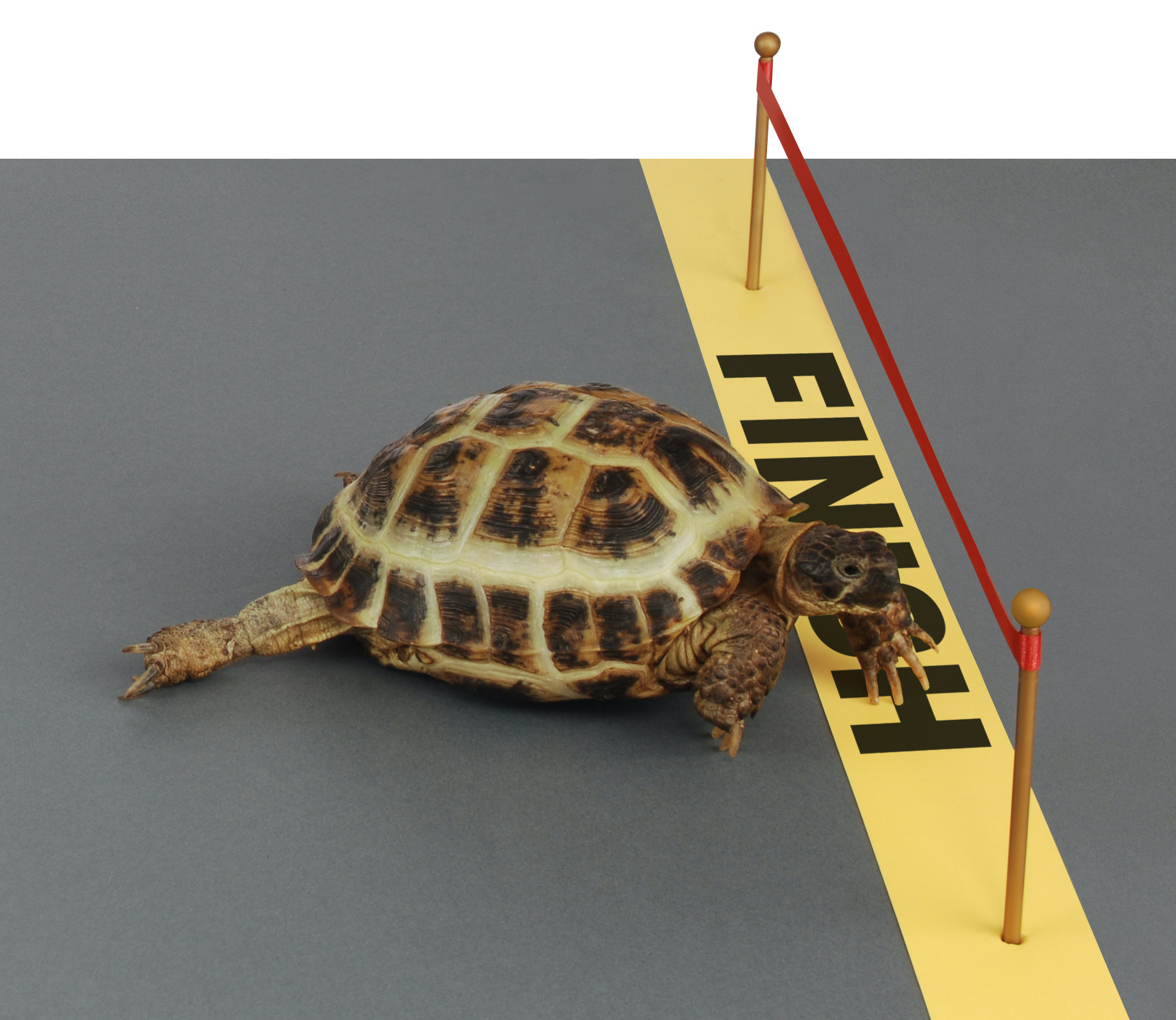 tortoise