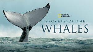 secrets of the whales